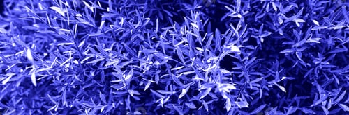 Preview: Violet abstract natural leafy background. Trendy color 2022. Very peri color background. Banner