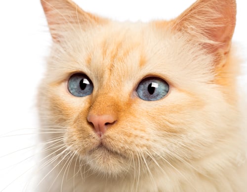 Preview: Close-up of a Birman looking away against white background