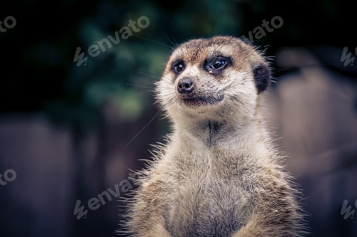 Preview: Closeup shot of a meerkat under the sunlight