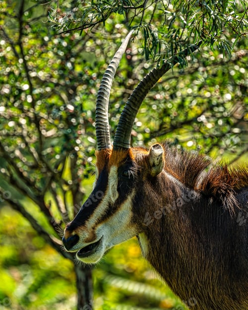 Preview: sable antelope with detailed features standing against a bokeh green background of a tree