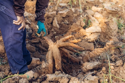 Preview: Cassava in hand, tapioca in farmer hand in harvest season.