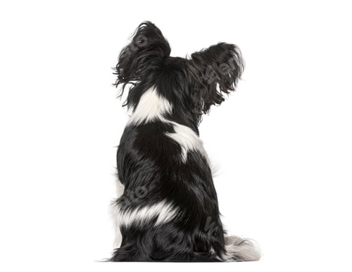 Preview: Papillon dog sitting with back to camera
