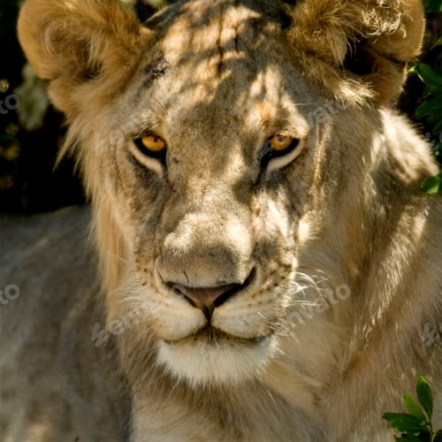 Preview: Lion Masai mara Kenya