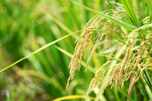 Preview: Paddy Rice