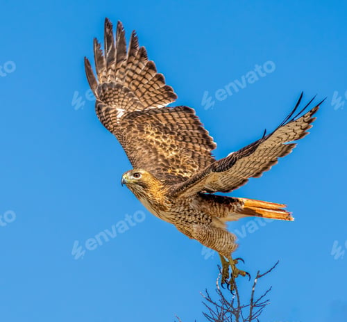 Preview: Red-tailed hawk flying in the blue sky on a bright, sunny day