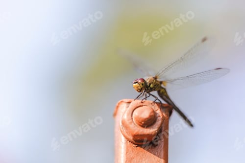 Preview: Dragonfly on metal pole in summer. Closeup macro.