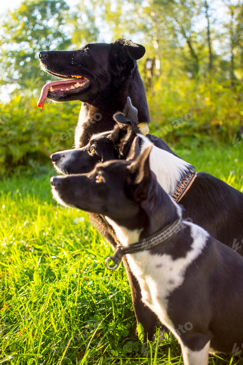 Preview: head shot of three dogs of blurry green background. Side profile view