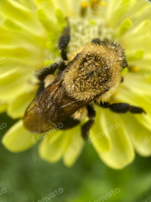 Preview: Bee on a yellow flower