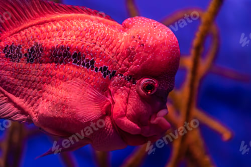 Preview: Close-up of exotic fish in the aquarium.