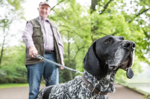 Preview: Senior man walking with his German Shorthaired Pointer in city park