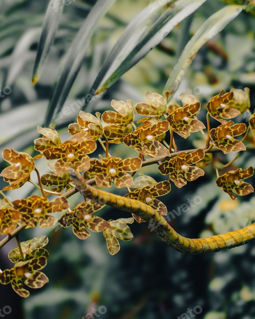 Preview: Closeup shot of Grammatophyllum speciosum, also called giant orchid