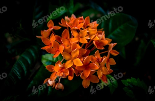 Preview: Beautiful shot of orange Jungle geranium