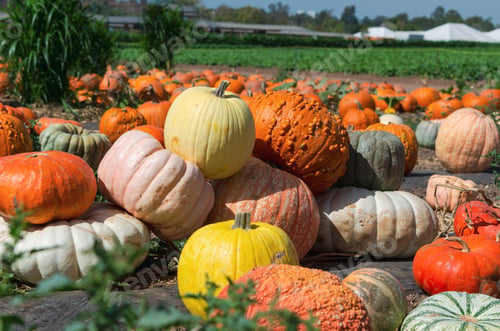 Preview: A field of orange pumpkins at the farm waiting to be picked on an autumn day