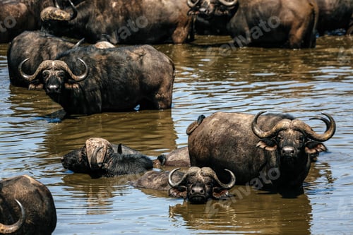 Preview: Herd of cape buffalo in water, Kruger National Park, South Africa