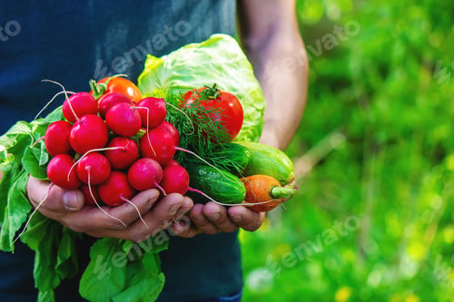 Preview: farmer in blue clothes holds ripe vegetables in his hands.