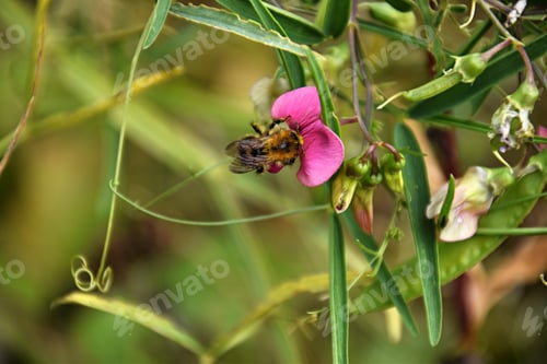 Preview: honey bee on a sweet pea flower