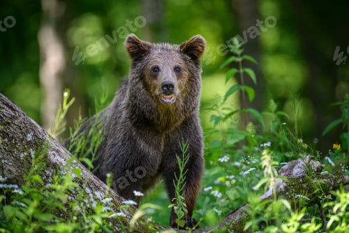 Preview: Wild Brown Bear in the summer forest. Animal in natural habitat. Wildlife scene