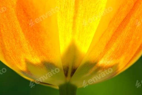 Preview: Tulip Detail
