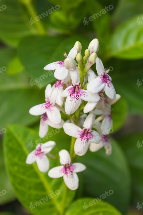 Preview: tropical white with purple flower