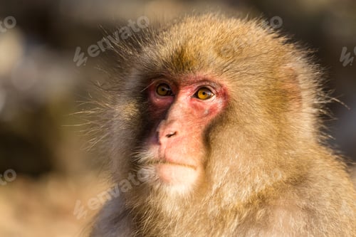 Preview: Wildness monkey