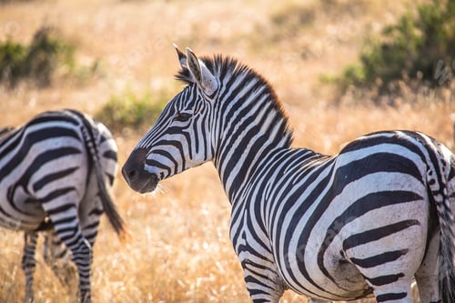 Preview: A beautiful zebras in the Masai Mara. Kenya
