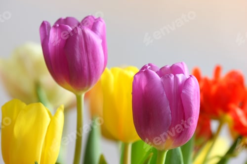 Preview: A photo of colorful tulips under natural light condiitions