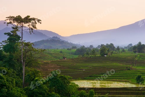 Preview: Beautiful morning view indonesia Panorama Landscape paddy fields with beauty color