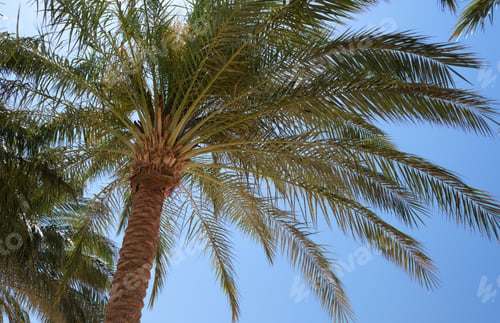 Preview: Beautiful green coconut palm trees on tropical beach against blue sky. Summer vacation concept