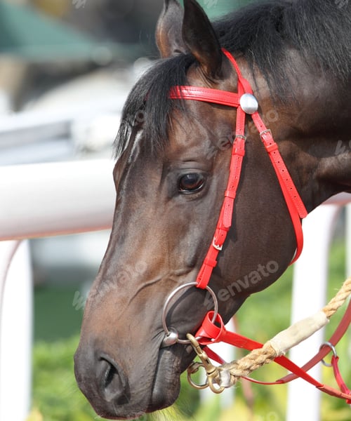 Preview: horse, mare, wilderness, stallion