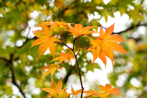 Preview: Maple leaves turning from green to orange in soft sunlight