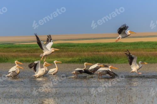 Preview: white pelicans (pelecanus onocrotalus)