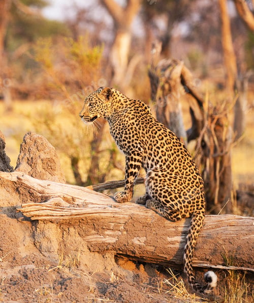 Preview: A Magical Botswana Wildlife pictures