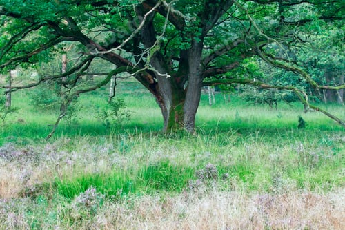 Preview: big old oak tree in summer forest