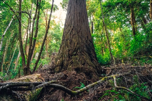 Preview: Hyperion Tree Is The Tallest Tree In The World, Redwoods National And State Parks, California