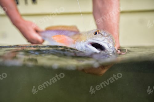 Preview: Man releasing small redfish
