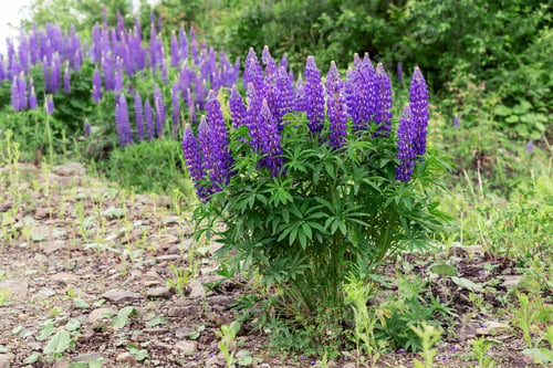 Preview: Blue violet lupine flowers growing in natural wild conditions in the mountains Botanical Garden