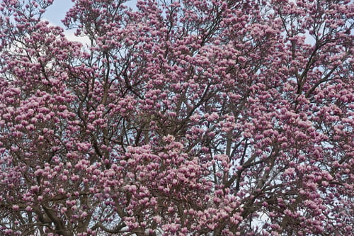 Preview: Saucer Magnolia (Magnolia X Soulangeana). Hybrid Between Magnolia Denudata And Magnolia Liliiflora