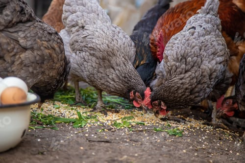 Preview: geese and chicken on the farm, eggs in a bowl.