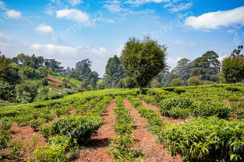 Preview: Tea Farm Leaves Field Plantations Meadows Vegetations Plants Eastate Lare Scale Farming