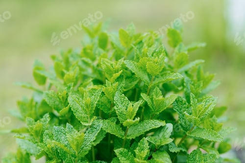 Preview: Green Mint Leaves close-up. Apple Organic Mint Grows in the Garden in Summer