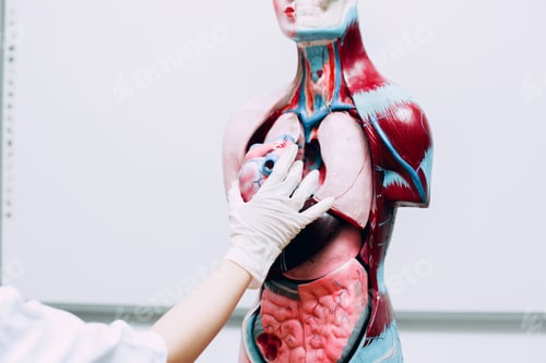 Preview: Doctor hands holding heart dummy model