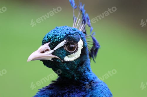 Preview: Closeup of a peacock standing in a lush green field