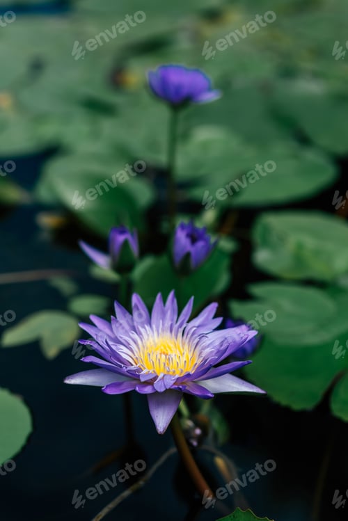 Preview: The power of flowers. Blue water lilies. Copy space in upper part