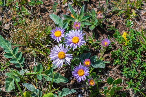 Preview: Townsendia blooming in spring season