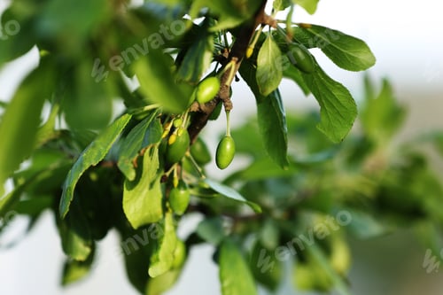 Preview: fresh green unripe plums on a branch of tree with sunlight. fruits garden in a spring sunny day.