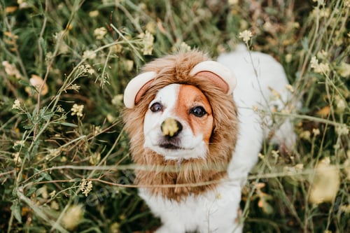 Visualização: lindo cachorro Jack Russell vestindo fantasia de leão na cabeça. Cachorro feliz na natureza no prado de flores amarelas