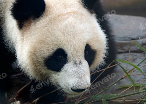 Preview: Panda goes on a background of green grass