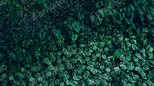 Preview: Close up group of background tropical green leaves texture and abstract background.