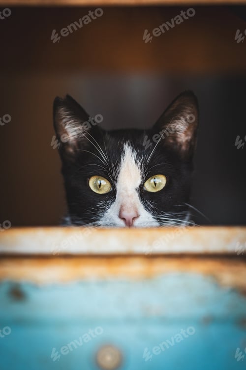 Preview: A black-and-white cat hiding behind a wooden slab stares into the camera
