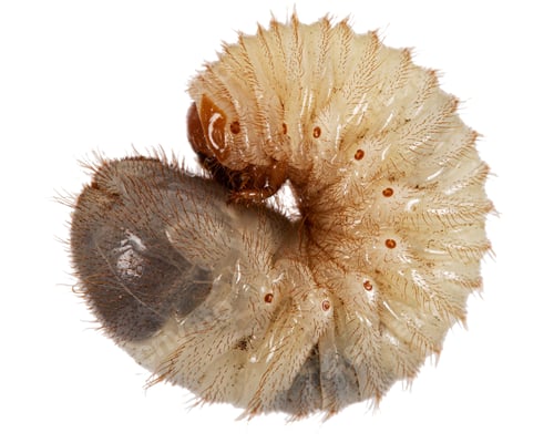 Preview: May beetle larvas, lat. Melolontha , Phyllophaga, isolated on white background